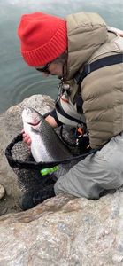 Rainbow Trout