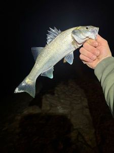 European Bass (Seabass)