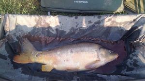 Mirror Carp