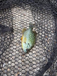 Green Sunfish
