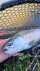 Rainbow Trout