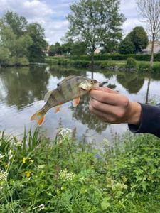 European Perch