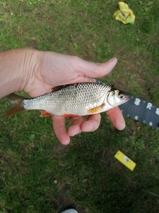 Roach