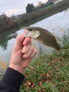 Largemouth Bass
