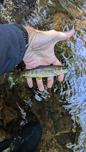 Brown Trout
