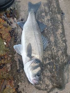 European Bass (Seabass)