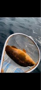 Ballan Wrasse