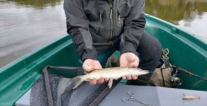 Northern Pike