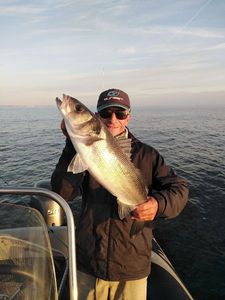 European Bass (Seabass)