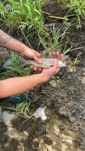 Rainbow Trout