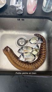 Mediterranean Moray