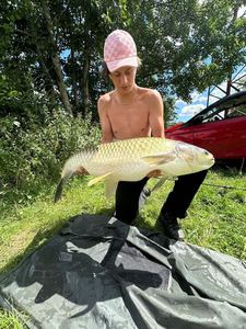 Grass Carp