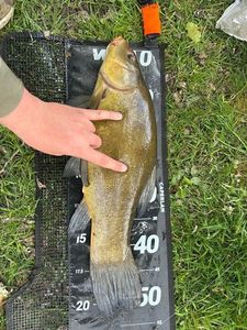 Tench