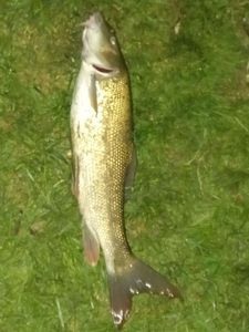 Barbel