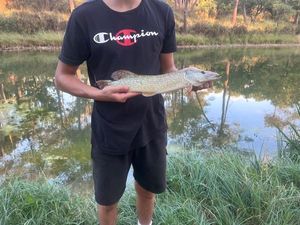 Northern Pike