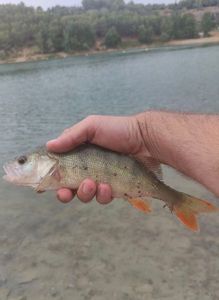 European Perch