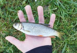 Roach