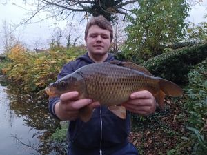 Common Carp