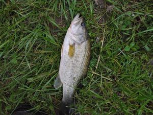 Largemouth Bass