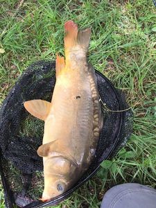 Common Carp