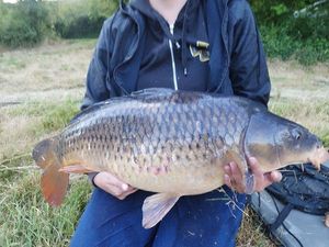 Common Carp
