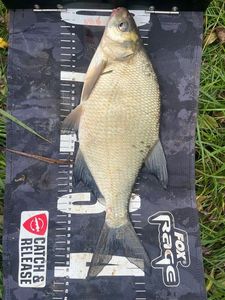 Common Bream