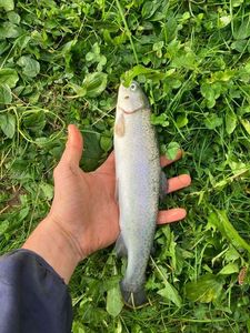 Rainbow Trout