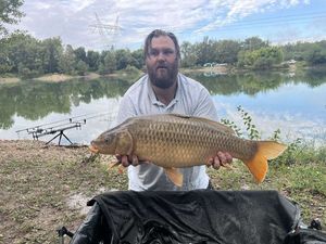 Common Carp