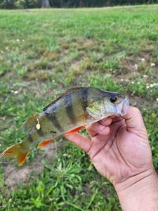 European Perch