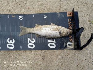 European Bass (Seabass)