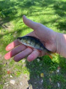 European Perch