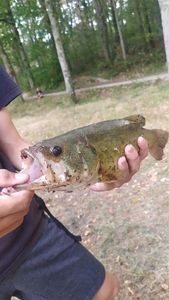 Smallmouth Bass