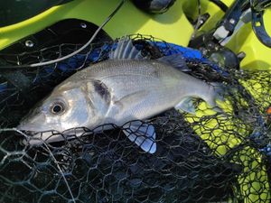 European Bass (Seabass)