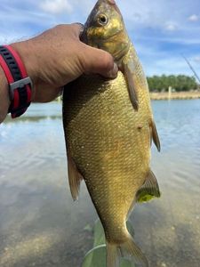 Common Bream