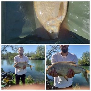 Common Bream