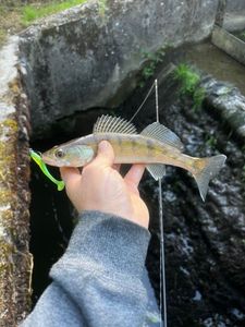 Zander