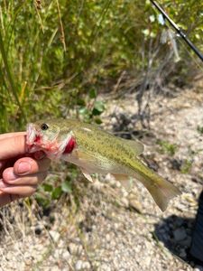 Largemouth Bass