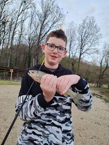 Brown Trout