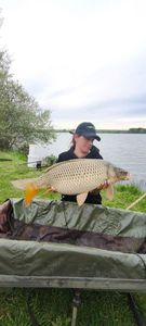 Common Carp