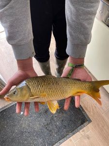 Common Carp