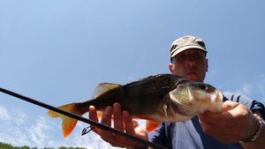 European Perch