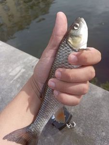 Chub