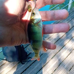 European Perch