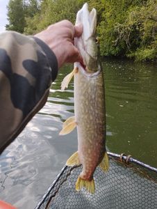 Northern Pike
