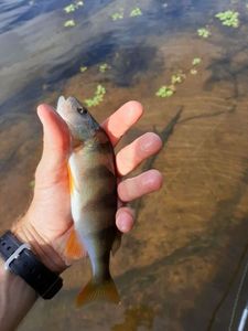 European Perch