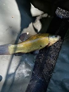 Tench