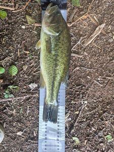 Largemouth Bass