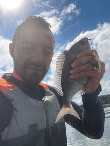 Black Seabream