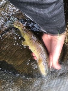 Brown Trout