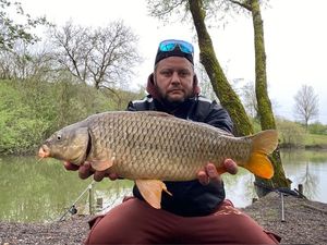 Common Carp